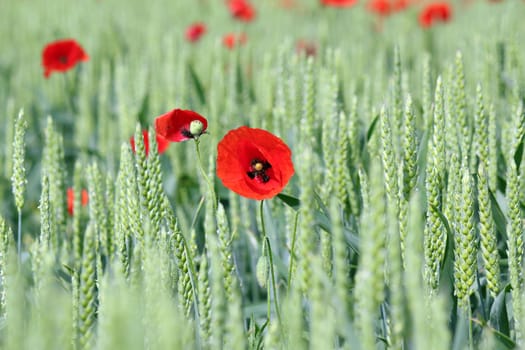 spring scene green wheat and poppy flowers