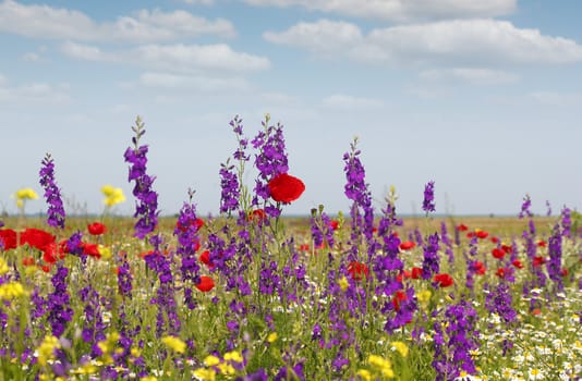 spring wild flowers meadow