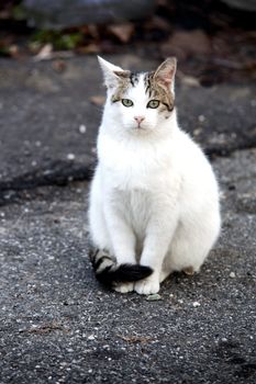 White cat sitting still on the road