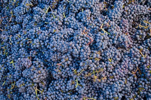 Bunch of blue grapes for textures and backgrounds