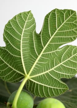 Close up of the texture from a fig leave.
