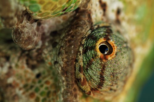 Chameleon on the leaf (Chamaeleo calyptratus)