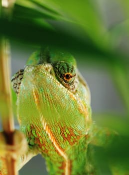 Chameleon on the leaf (Chamaeleo calyptratus)