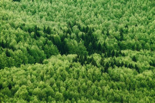 Aerial view of summer forest