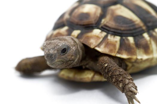 Testudo hermanni tortoiseon a white isolated background