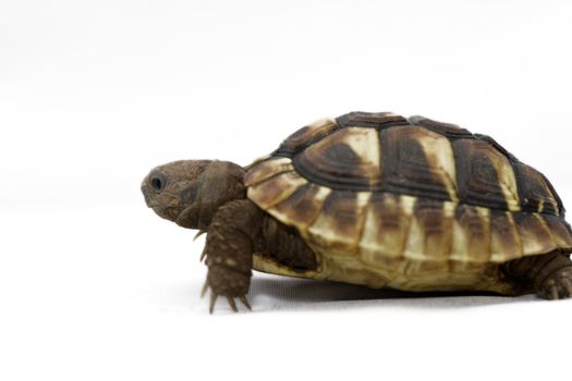 Testudo hermanni tortoiseon a white isolated background