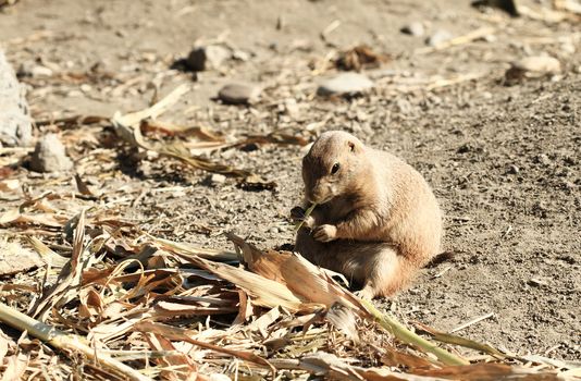 Black-tailed Prairie Dog - Cynomys ludovicianus