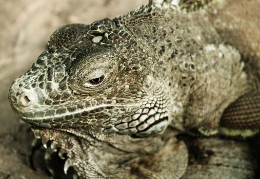 Green iguana (Iguana iguana) - Portrait