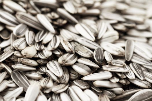 Sunflower seeds background