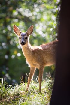 Young Roebuck (capreolus capreolus)