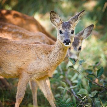 Young Roebuck (capreolus capreolus)