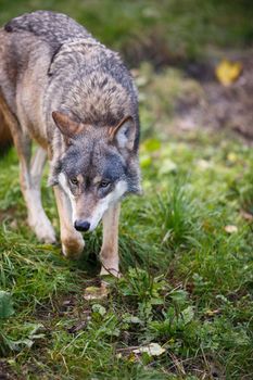 Gray/Eurasian wolf (Canis lupus)