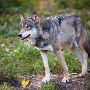 Gray/Eurasian wolf (Canis lupus)