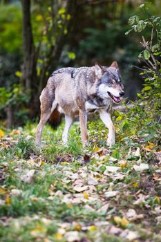 Gray/Eurasian wolf (Canis lupus)