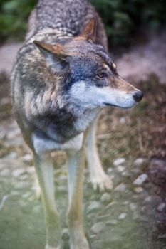 Gray/Eurasian wolf (Canis lupus)