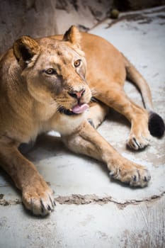 Close-up portrait of a majestic lioness (Panthera Leo)