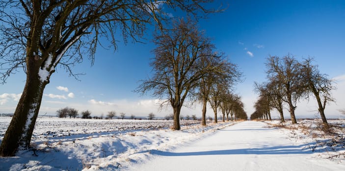 Lovely winter landcape - alley covered with fresh snow on a sunny winter day