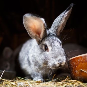 Cute rabbit popping out of a hutch (European Rabbit - Oryctolagus cuniculus)