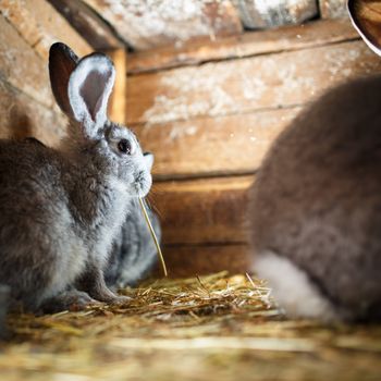 Young rabbits popping out of a hutch (European Rabbit - Oryctolagus cuniculus)
