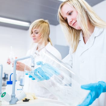 Two female researchers working in a laboratory (color toned image)