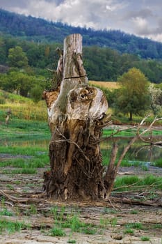 Lonely dry tree against the lake