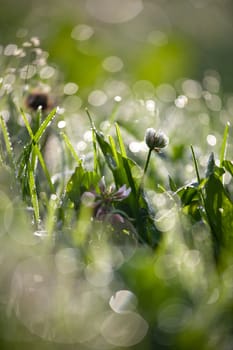 lovely morning dew