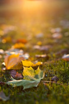 lovely autumn leaves at sunset