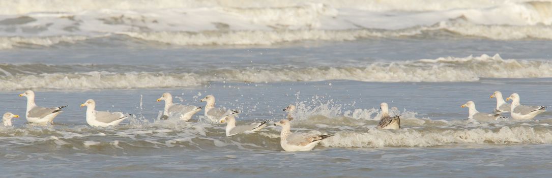 Herring gull on a beach in Holland