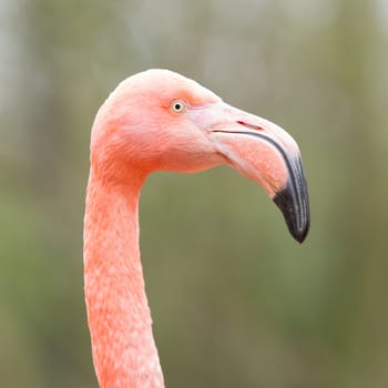 Closeup shot of pink flamingo on green background