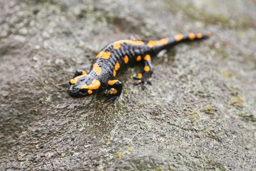 A fire salamander standing on a piece of rock