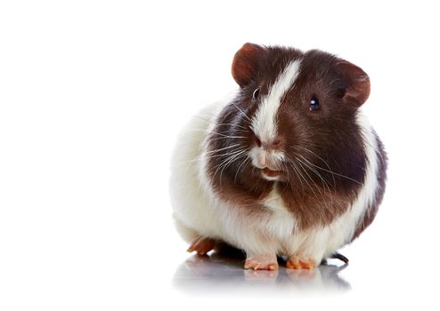 Brown-white curious guinea pigs on a white background