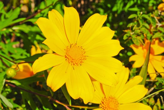 Yellow flowers