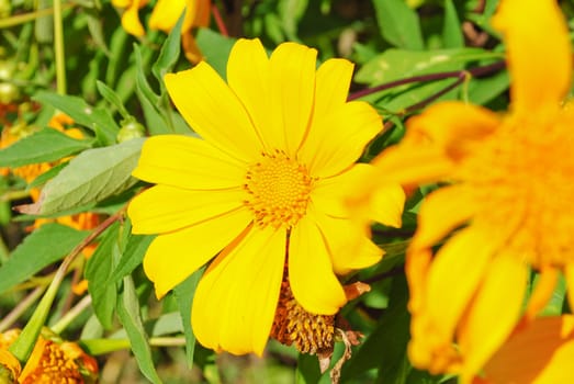 Yellow flowers