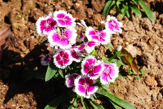 Beautiful Pink flower