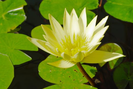 Water lily in the pond