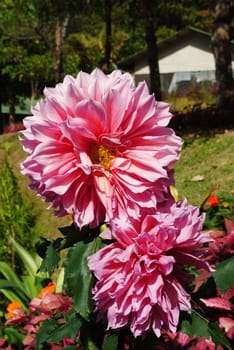 Flower in garden