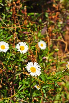 Flower in garden