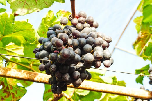 Bunches of fresh grapes