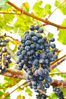 Bunches of fresh grapes