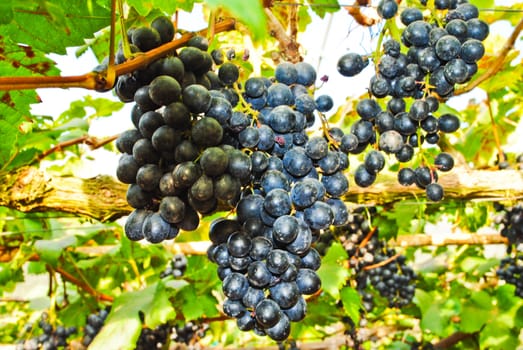 Bunches of fresh grapes
