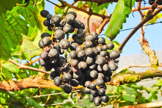 Bunches of fresh grapes
