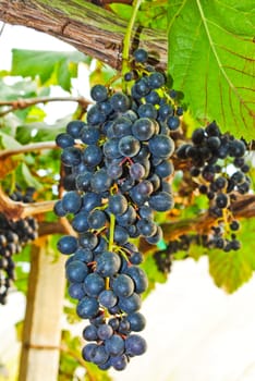 Bunches of fresh grapes