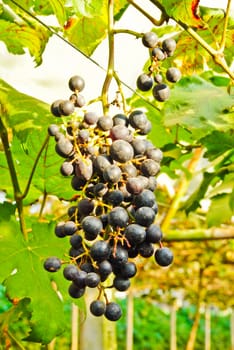 Bunches of fresh grapes