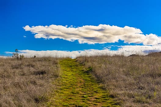 A Green Path Leading to Horizon with White Puffy Clouds