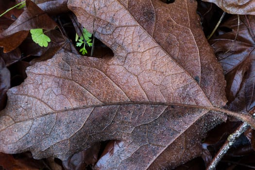 A Fallen Leaf Following the Rain