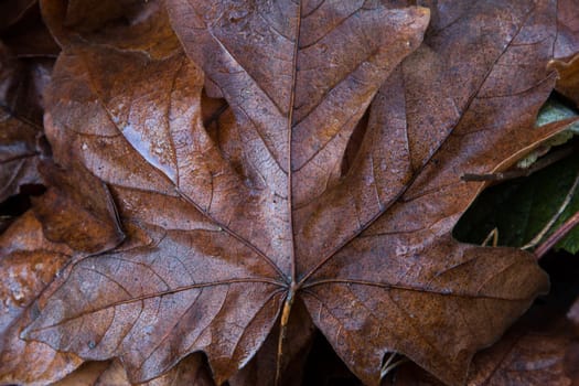 A Fallen Leaf Following the Rain