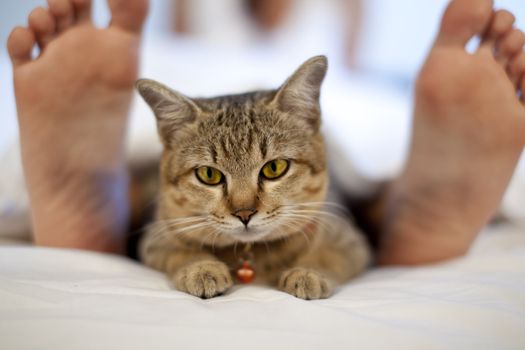 cat in bed with woman feet