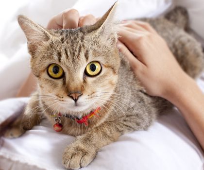 Cat in bed with hands