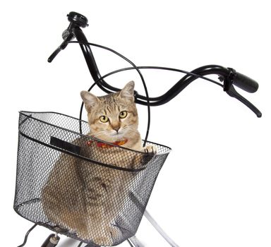 cat sitting in bicycle basket