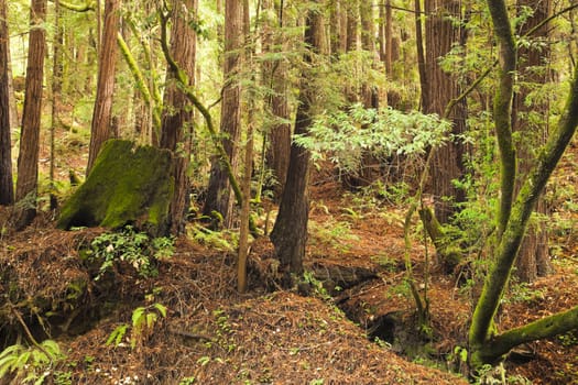 The primeval forest with mossed stump